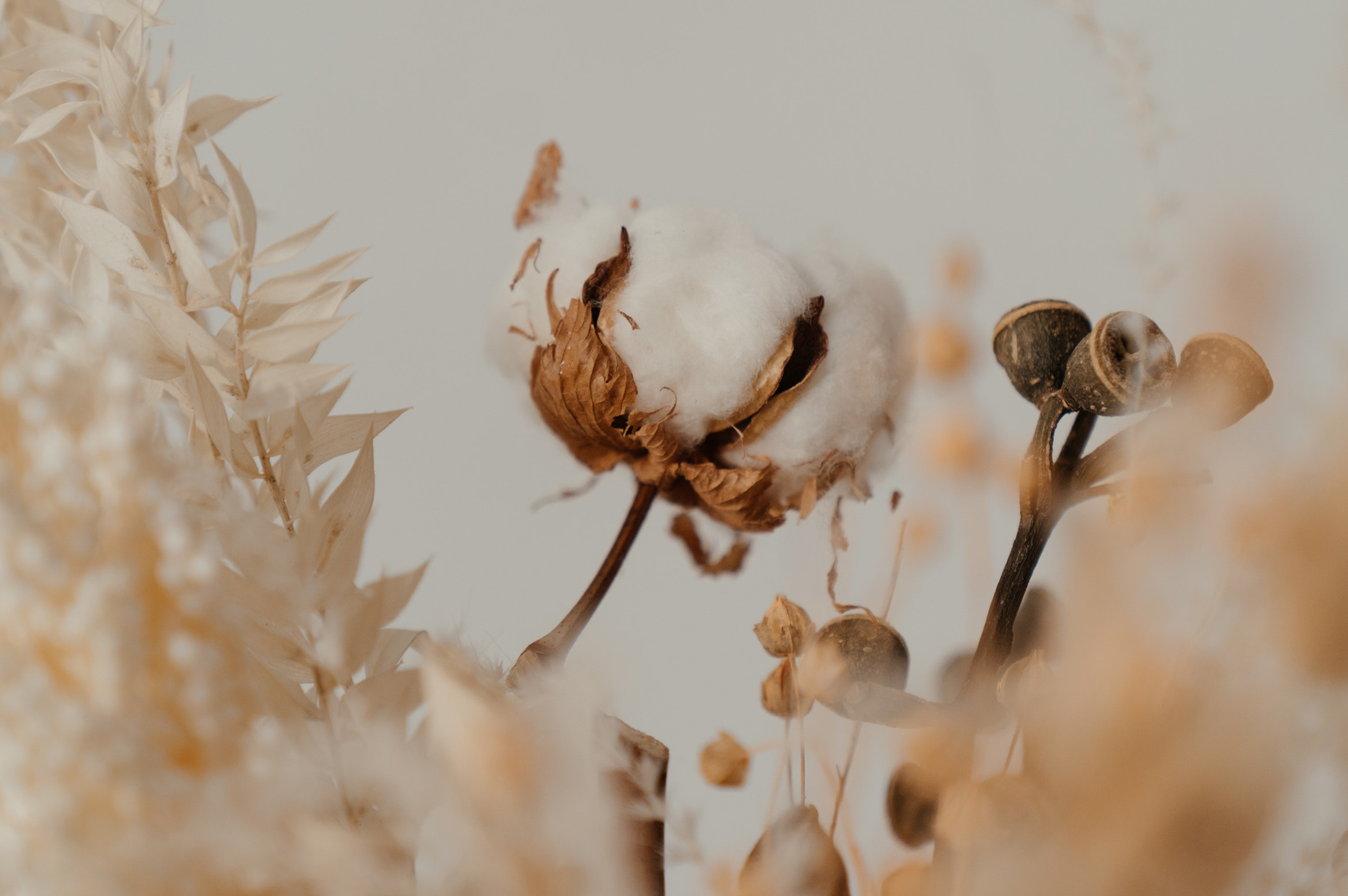 white-flowers-in-tilt-shift-lens-4273425